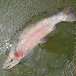 大安トラウトレイク 釣果